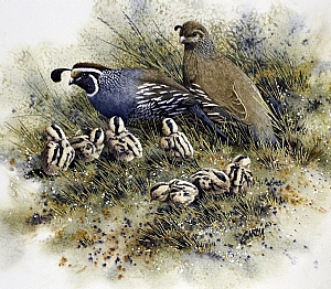 quail family drawing