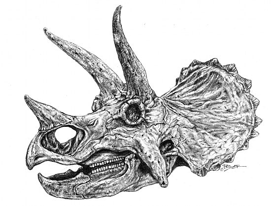 triceratops head outline