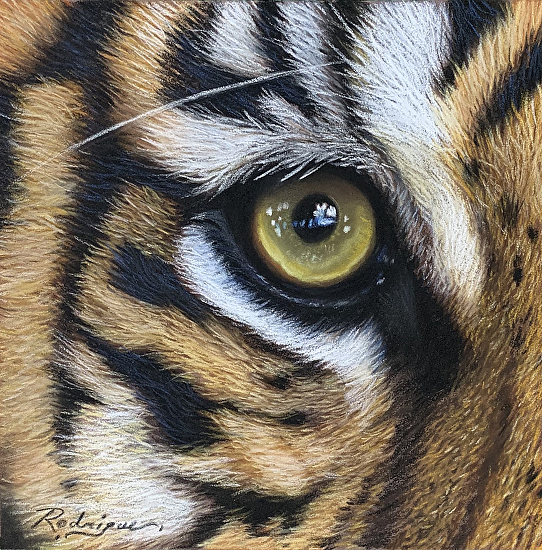 bengal tiger eye close up