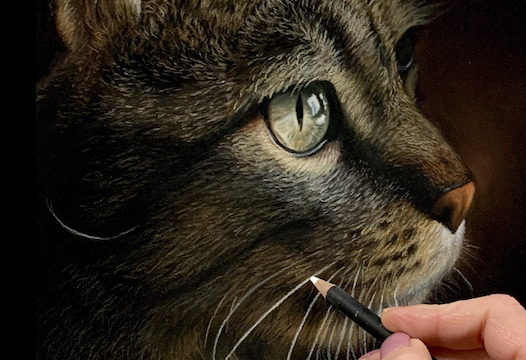 How To Draw A Realistic Cat, Draw Real Cat, Step by Step, Drawing Guide, by  Dawn - DragoArt