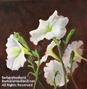 Floras,flowers,White Petunias, oilpainting, BarbaraHaviland