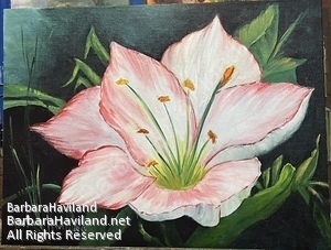 #flower,#red,#White,#amaryllis,#Flower,#BarbaraHavilandFineArt.com
