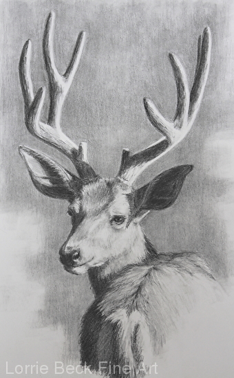 Deer Pencil Sketch - Portrait Gift