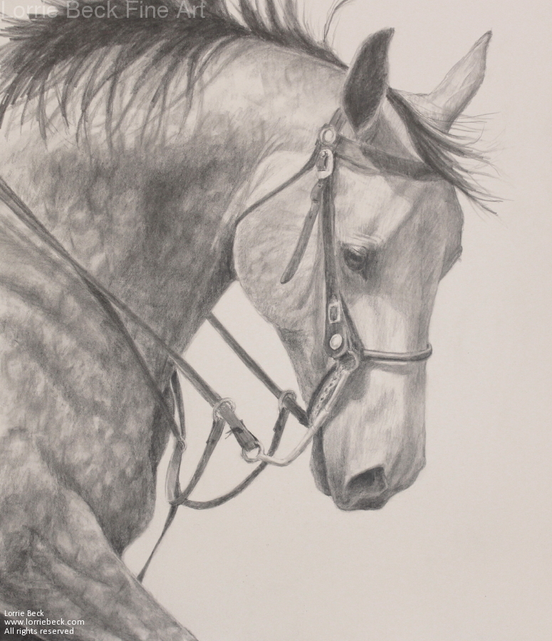 Lorrie Beck - Work Zoom: Horse Drawing in Pencil 