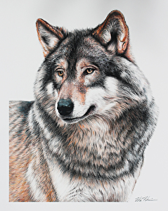 William Harrison - Work Detail: Wolf Portrait Colored Pencil