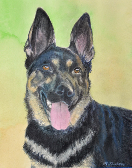 German Shepherd Dog in Traditional Painterly Golden Light 20210131