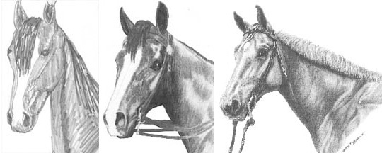 How to Draw a Horse  A Detailed and Easy Horse Drawing Tutorial