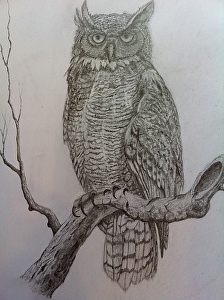 great horned owl sketch