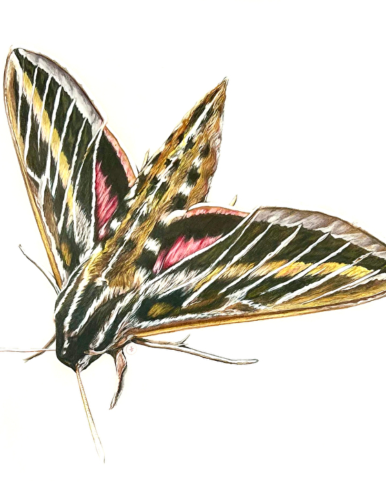 sphinx moth drawing