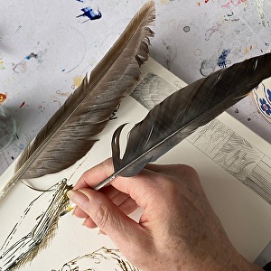 crow feathers drawing