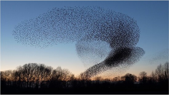 european starling flock