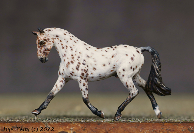 Duke Appaloosa Horse