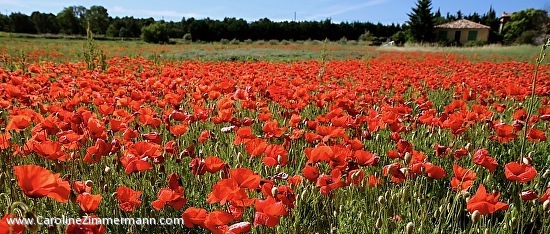 Discover the picture-perfect poppy fields of Provence