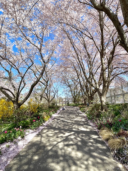 Visiting Park With the Most Cherry Blossoms, Worth It + Photos